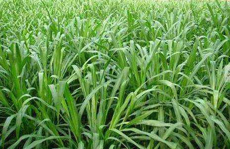 優(yōu)質(zhì)的牧草——蘇丹草,怎么種植可以高產(chǎn) 優(yōu)質(zhì)的牧草——蘇丹草,怎么種植可以高產(chǎn)