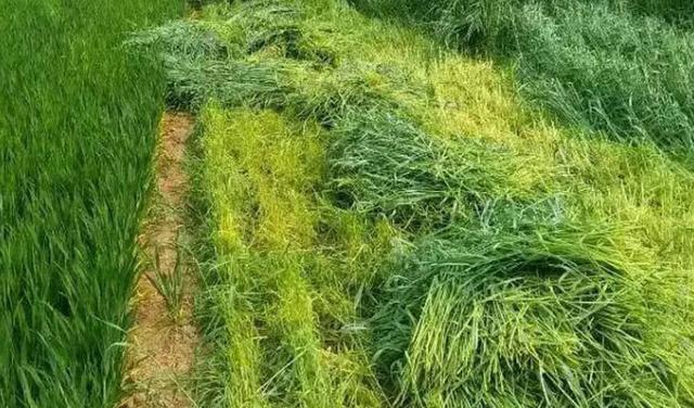 冬天適合播種的牧草——一年生黑麥草