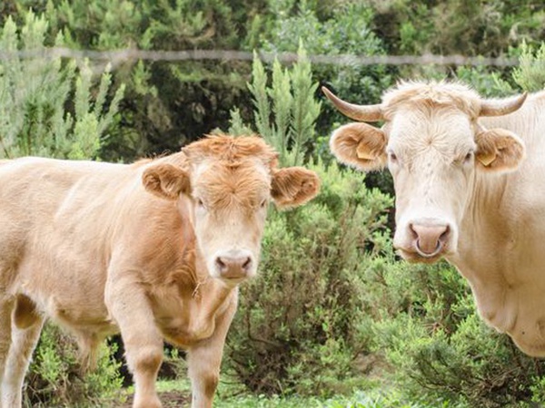 皇竹草養(yǎng)牛，種植皇竹草牧草一畝地可以養(yǎng)殖多少牛？