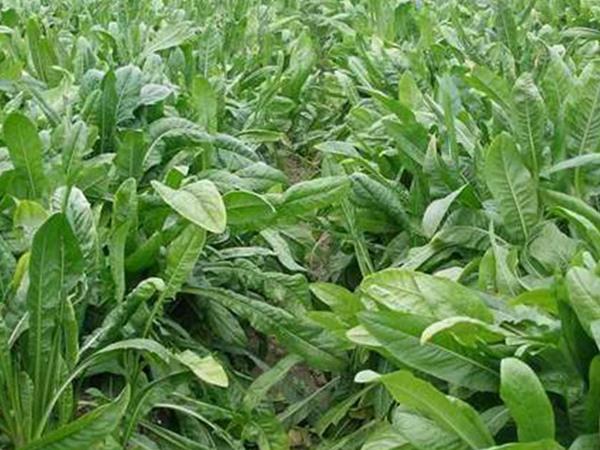 雜交育成的牧草種子,魯梅克斯種子的播種技術與方法 雜交育成的牧草種子,魯梅克斯種子的播種技術與方法