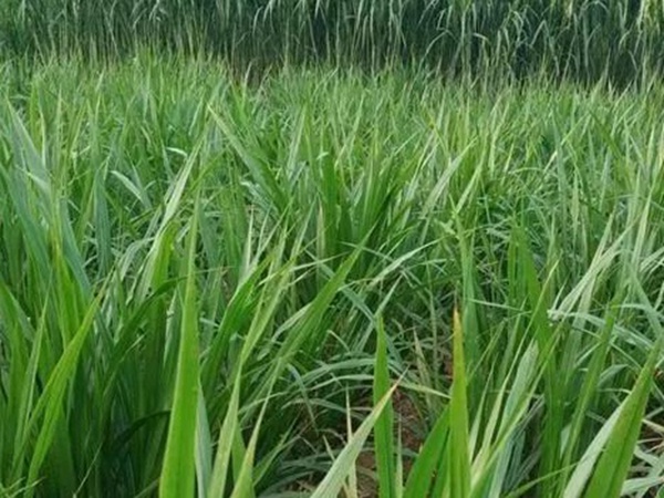 皇竹草種植經濟效益是什么?有什么作用? 皇竹草種植經濟效益是什么?有什么作用?