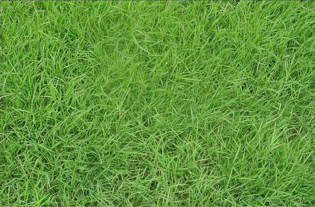 百慕大草坪經濟價值以及播種管理技術 百慕大草坪經濟價值以及播種管理技術