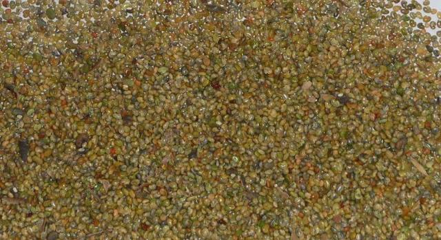 豬屎豆種植技術說明，什么時候種植最佳？