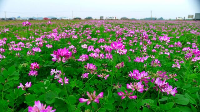 紫云英觀賞性價(jià)值高，作為飼料也有獨(dú)特的特點(diǎn)