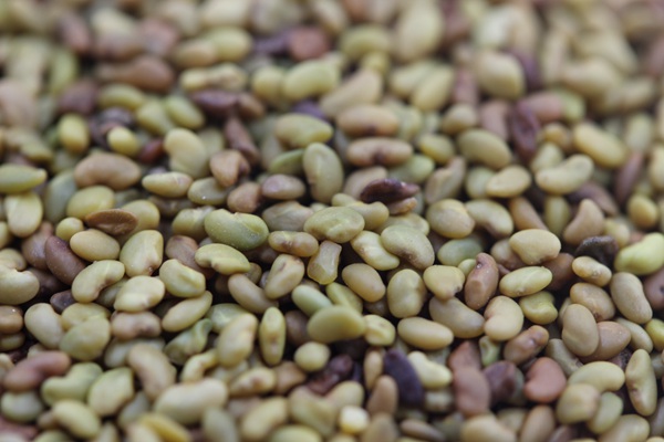 高產(chǎn)量?jī)?yōu)質(zhì)牧草種子-紫花苜蓿 高產(chǎn)量?jī)?yōu)質(zhì)牧草種子-紫花苜蓿