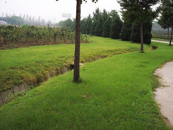 野牛草種植技術(shù)以及養(yǎng)護(hù)管理方法有哪些 野牛草種植技術(shù)以及養(yǎng)護(hù)管理方法有哪些