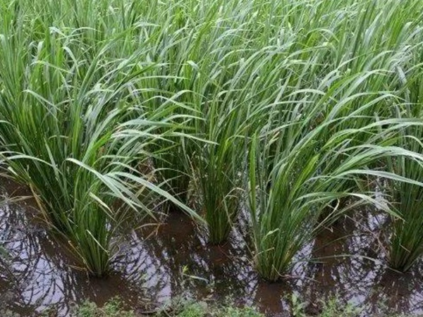 種植皇竹草養(yǎng)牛劃算嗎,一頭牛吃多少斤皇竹草 種植皇竹草養(yǎng)牛劃算嗎,一頭牛吃多少斤皇竹草