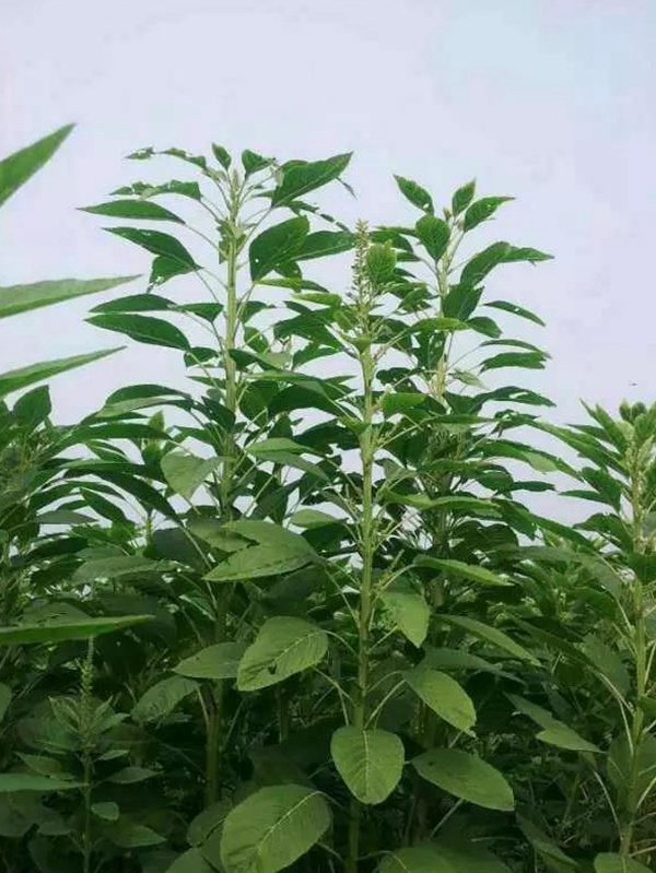 籽粒莧是一種什么植物,又什么作用 籽粒莧是一種什么植物,又什么作用