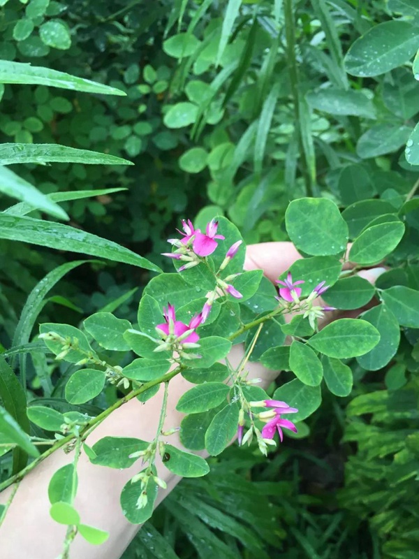 耐寒性較好—二色胡枝子栽培技術要點 耐寒性較好—二色胡枝子栽培技術要點