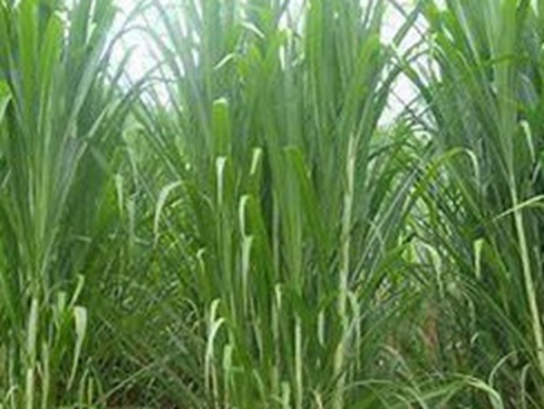 牧草要怎么種植比較好,有什么好的方法? 牧草要怎么種植比較好,有什么好的方法?