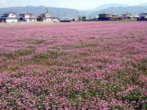 看著很好看的紫云英，紫云英基本介紹