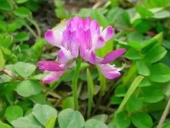 看著很好看的紫云英,紫云英基本介紹 看著很好看的紫云英,紫云英基本介紹