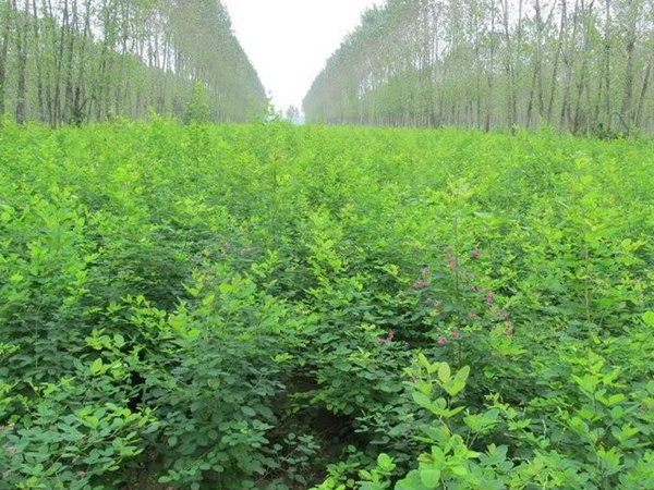 耐寒性較好—二色胡枝子栽培技術要點 耐寒性較好—二色胡枝子栽培技術要點