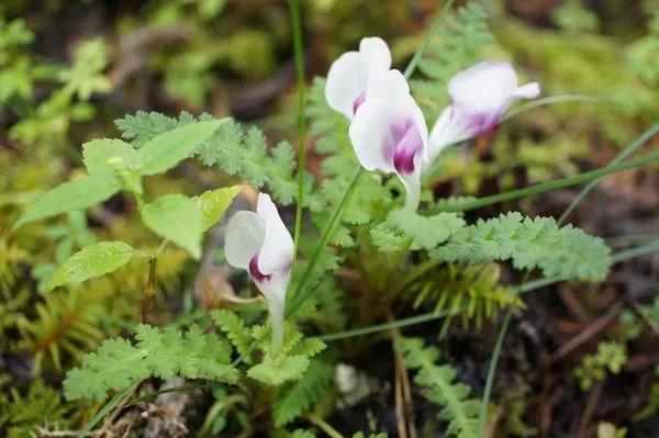 “小米草”的養護方法與播種繁殖 “小米草”的養護方法與播種繁殖