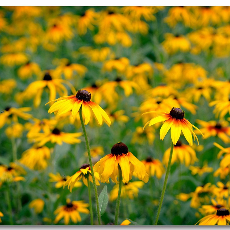 花環(huán)菊 花環(huán)菊