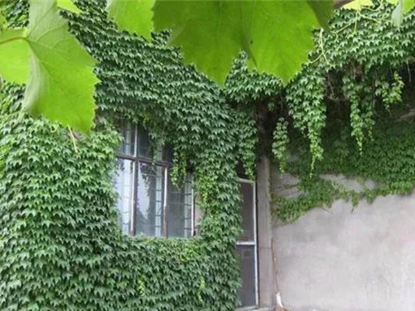 「爬山虎」的種植方法,有什么種植要求? 「爬山虎」的種植方法,有什么種植要求?