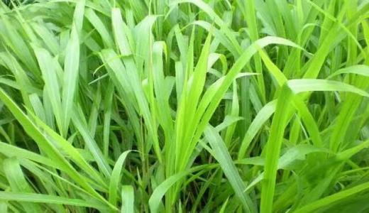 南方地區適宜種植的牧草---寬葉雀稗 南方地區適宜種植的牧草---寬葉雀稗