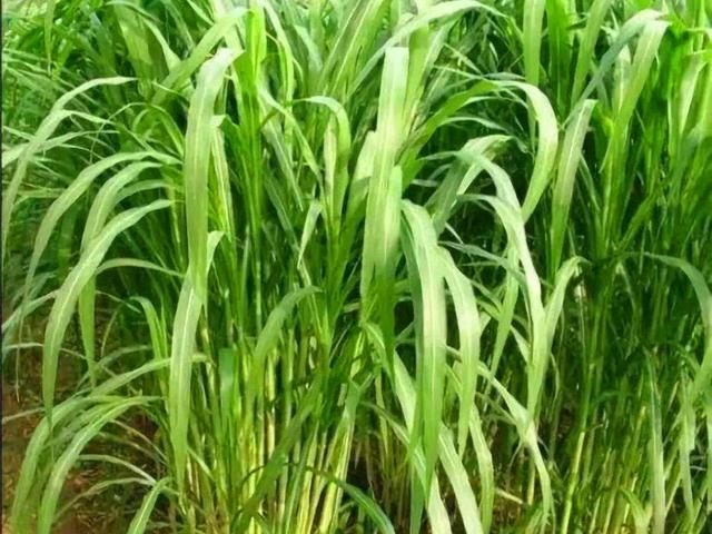 種植墨西哥玉米草必須要了解的事情 種植墨西哥玉米草必須要了解的事情