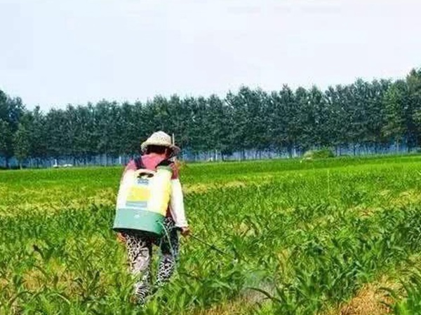 墨西哥玉米草出苗成活率是什么原因，怎么樣提高成活率？