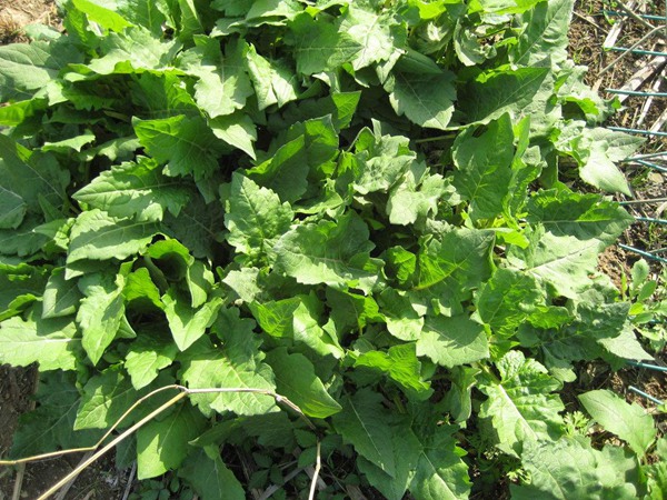 串葉松香 串葉松香