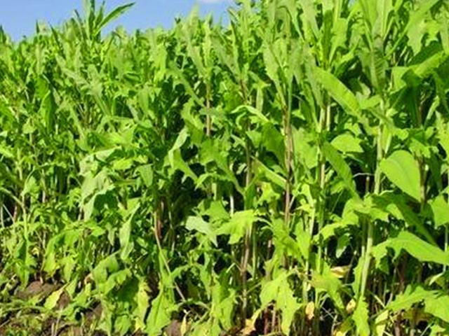 籽粒莧的飼用價值和種植方法管理技術 籽粒莧的飼用價值和種植方法管理技術