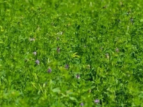 紫花苜蓿最佳種植時間是什么時候? 紫花苜蓿最佳種植時間是什么時候?