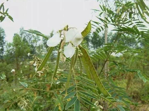 山毛豆繁殖方法以及習(xí)性特點(diǎn)