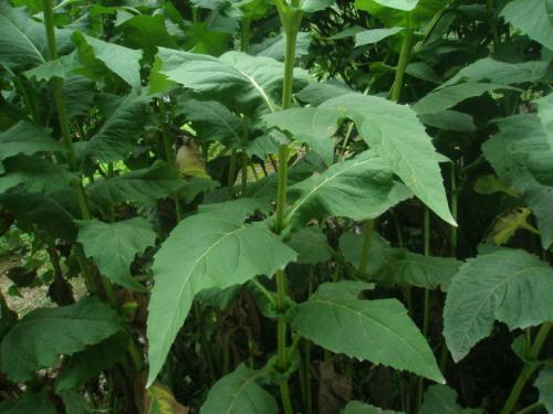 串葉松香草主要價值以及栽培技術介紹 串葉松香草主要價值以及栽培技術介紹