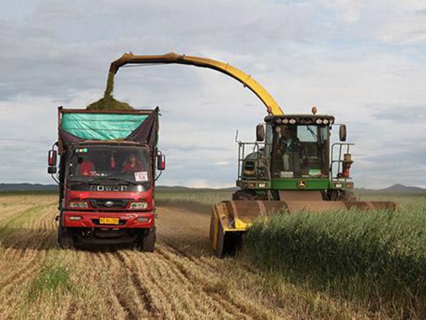 燕麥草種子挑選采收有哪些?栽培方法有哪些? 燕麥草種子挑選采收有哪些?栽培方法有哪些?
