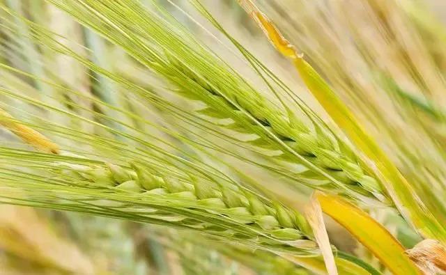 啤飼大麥病蟲害,防治研究方法有哪些,這里有幾個方法 啤飼大麥病蟲害,防治研究方法有哪些,這里有幾個方法