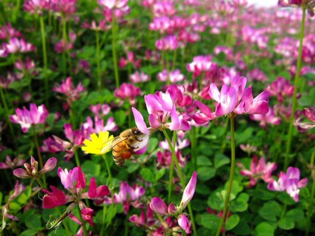 紫云英觀賞性價(jià)值高，作為飼料也有獨(dú)特的特點(diǎn)