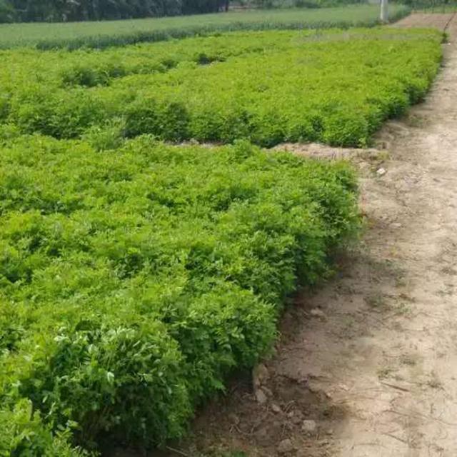 紫穗槐育苗產苗量高,繁育時間短,生長速度快 紫穗槐育苗產苗量高,繁育時間短,生長速度快