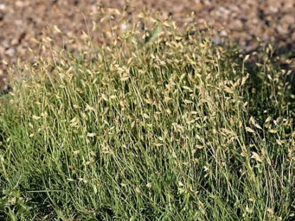 野牛草草坪建植特點以及介紹 野牛草草坪建植特點以及介紹