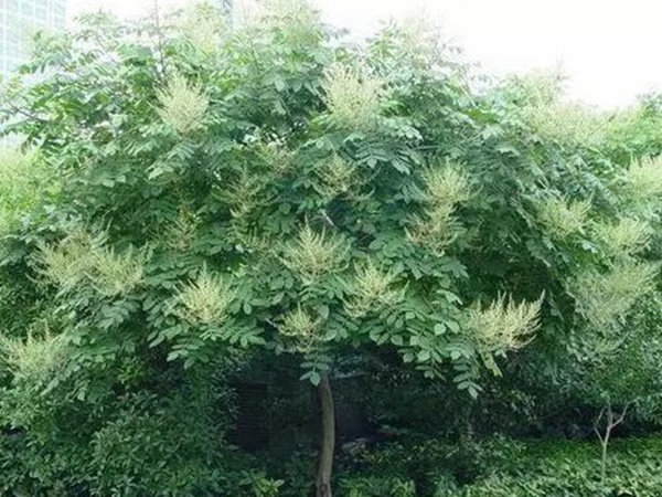 鹽膚木的種植栽培技術(shù)以及田間管理方法 鹽膚木的種植栽培技術(shù)以及田間管理方法