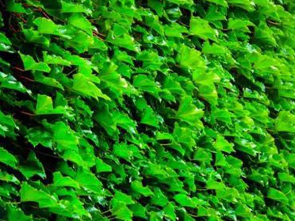 爬山虎種植方法與播種前應(yīng)該如何準(zhǔn)備 爬山虎種植方法與播種前應(yīng)該如何準(zhǔn)備