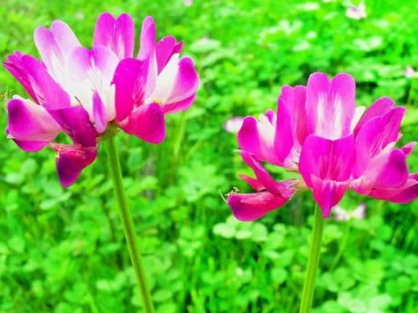 看著很好看的紫云英,紫云英基本介紹 看著很好看的紫云英,紫云英基本介紹