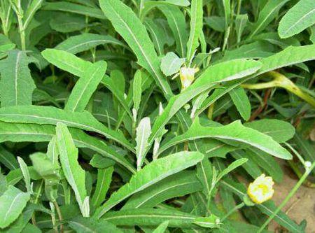 苦荬菜怎樣種植效果好?怎么種植可以高產(chǎn)量 苦荬菜怎樣種植效果好?怎么種植可以高產(chǎn)量