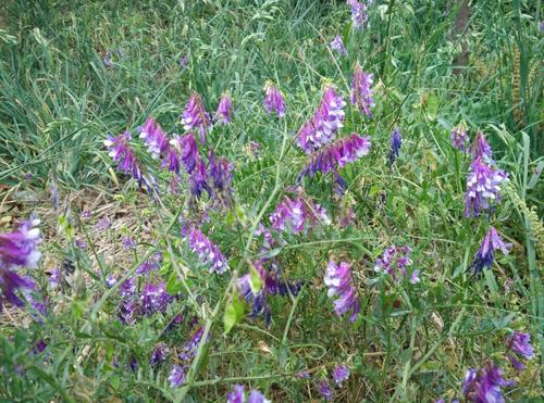 沙打旺種植氣候什么時候比較合適,有哪些需要注意的 沙打旺種植氣候什么時候比較合適,有哪些需要注意的