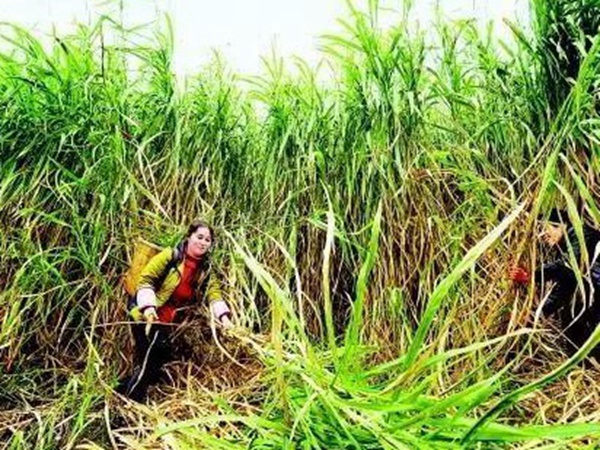 種植皇竹草養(yǎng)牛劃算嗎,一頭牛吃多少斤皇竹草 種植皇竹草養(yǎng)牛劃算嗎,一頭牛吃多少斤皇竹草