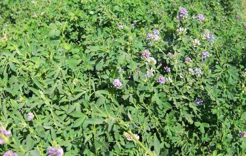 紫花苜蓿的市場(chǎng)批發(fā)價(jià)格以及播種方法 紫花苜蓿的市場(chǎng)批發(fā)價(jià)格以及播種方法