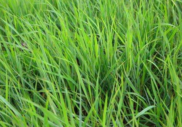 耐活堿草農作物，要知道它的生物特性，種植起來很簡單