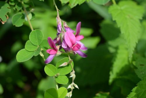 胡枝子的種植技術介紹,什么時候播種最佳? 胡枝子的種植技術介紹,什么時候播種最佳?