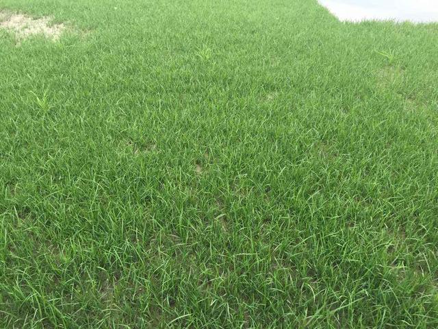 草坪綠化中的王者，護坡能力強大的的剪股穎草種