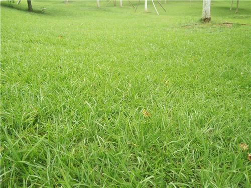 綠化草坪種類(lèi)圖片，不同的草坪用途和功能都有所差別