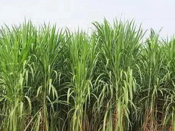 皇竹草種植經濟效益是什么?有什么作用? 皇竹草種植經濟效益是什么?有什么作用?