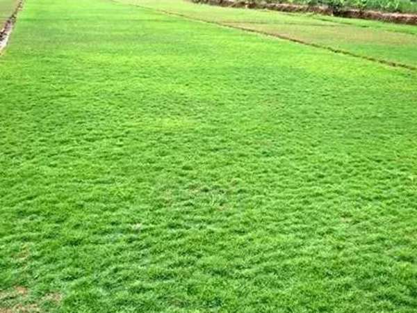 不同氣候地區(qū)怎么選擇綠化草種?有什么好的方法? 不同氣候地區(qū)怎么選擇綠化草種?有什么好的方法?