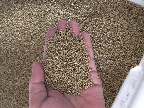 狼尾草種植技術是什么，有什么需要注意的