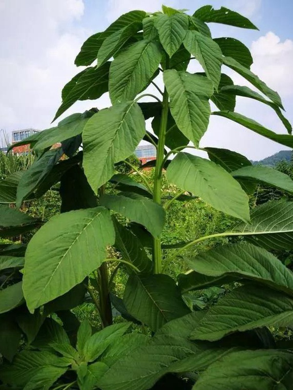 養豬用什么牧草種植比較好? 養豬用什么牧草種植比較好?