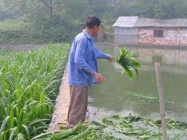 養魚種什么草種好？皇竹草喂草魚效果好，有什么方法
