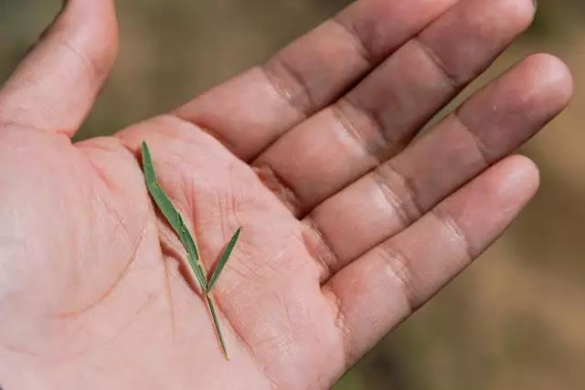 那十七公里的如此美的花棒到底是什么